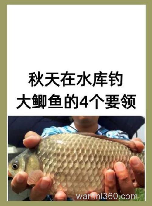 秋天在水库钓大鲫鱼的4个要领