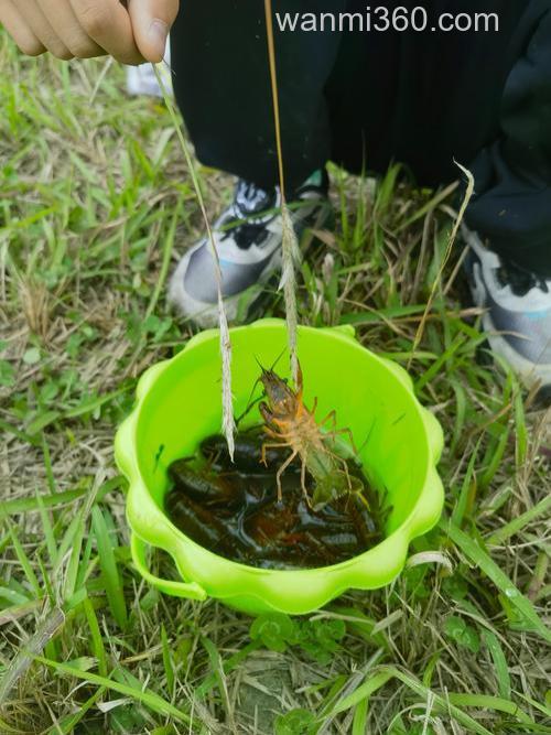 钓河虾除了蚯蚓还有什么?