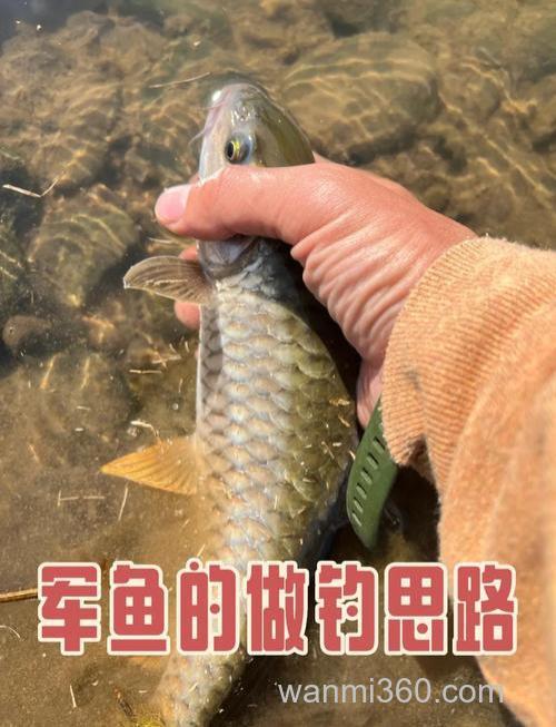 小军鱼怎么钓?