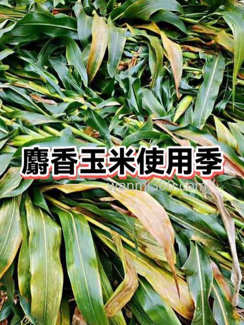 麝香玉米粒什么季节可以用？