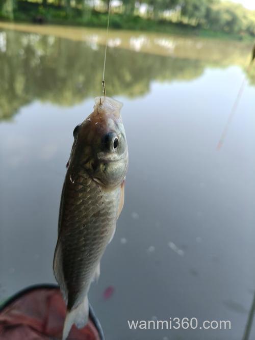 夏季天热,鲤鱼“狡猾”难钓?