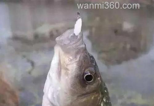 米饭饵如何上钩钓鲤鱼图