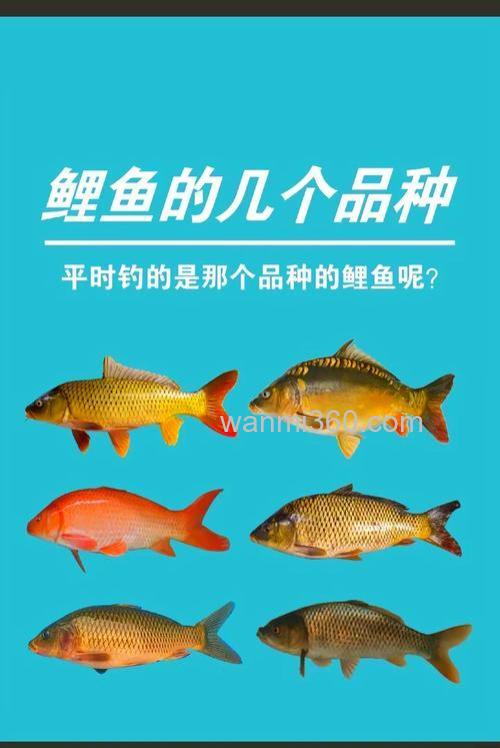 钓大鲤鱼得了解它4个经典习性