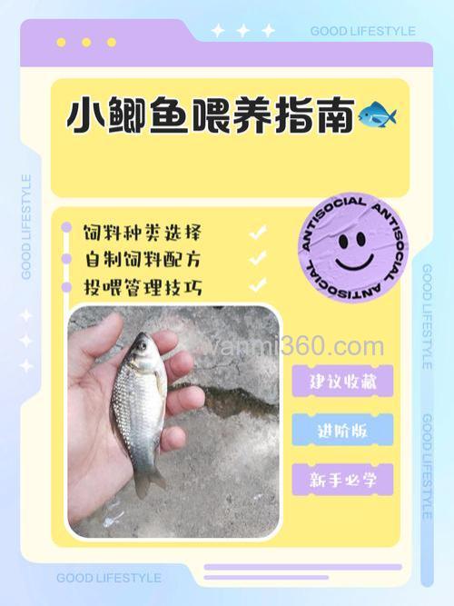 池塘小鲫鱼怎么养大?