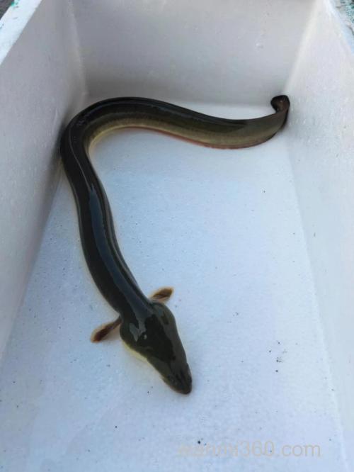 钓江鳗用什么饵最好?