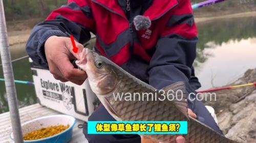 水库下钓鱼,遭遇大量“怪草鱼”,竟是淡水之王?
