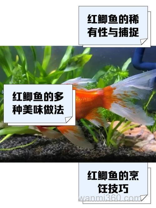 野战红魔鲤品格钓鲫鱼怎么样？