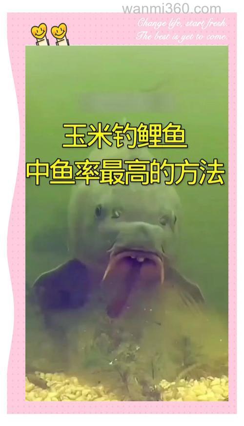 玉米钓鲤鱼抓口还是死口?