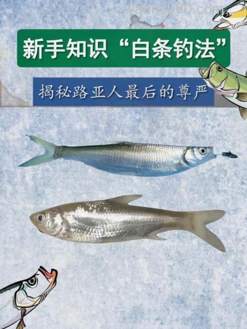 路亚白条麦穗用什么钓?
