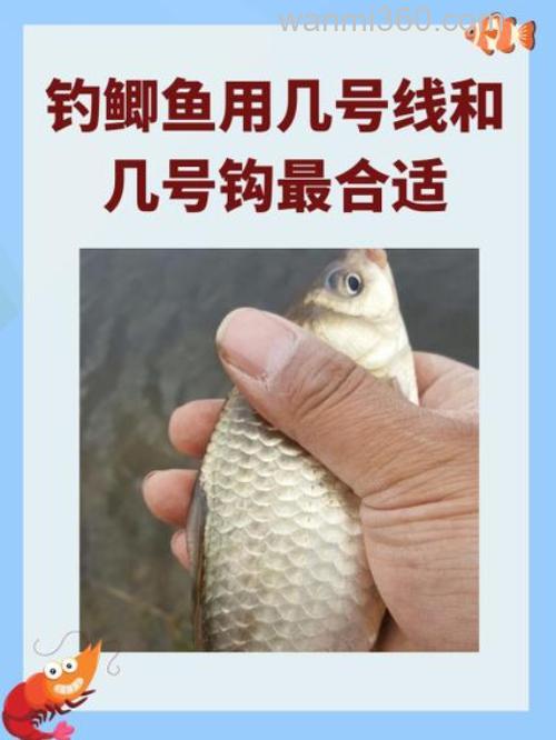 台钓钓鲫鱼。兼钓鲤鱼鲢鳙.主线用几号.子线用几号？