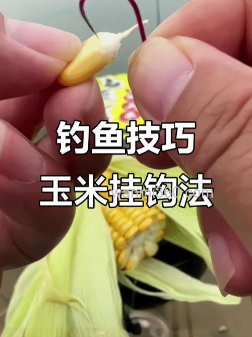 矶竿挂玉米粒钓鲤鱼方法?