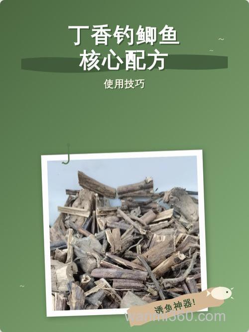 丁香钓鲫鱼最牛配方？