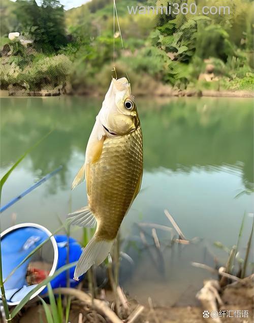 钓鱼大师们可以分享一下玉米打窝的方法和用量吗?