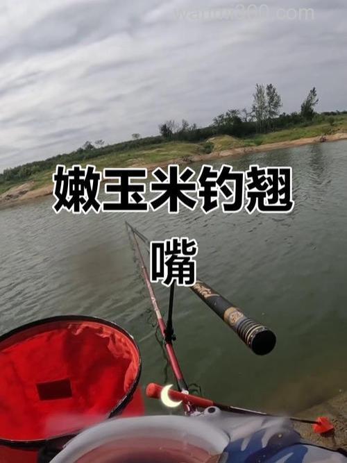 嫩包谷怎么钓翘嘴?