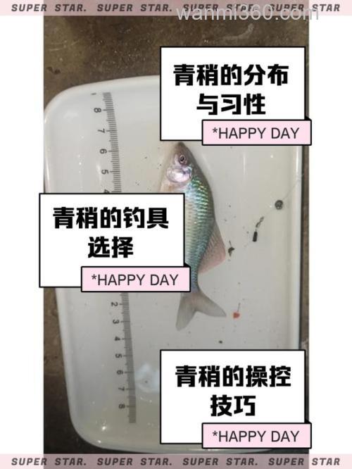 青稍怎么钓最快?