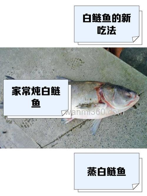 鲢鱼要提前放盐吗?
