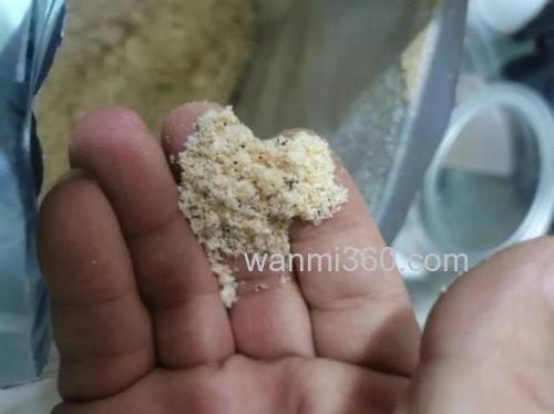 降温当天有哪些饵料可以用呢?