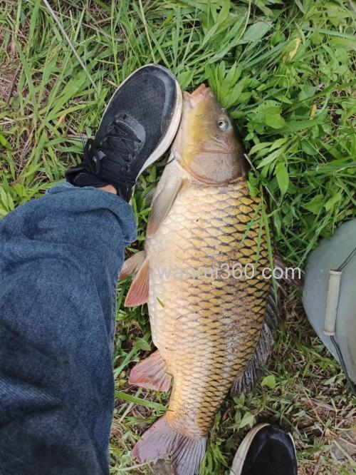 野钓大河鲤鱼怎么钓效果你好
