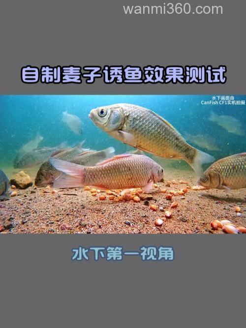 怎样泡麦子钓鱼效果好