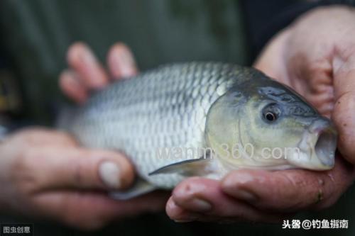 猪肉油可以钓鱼吗?