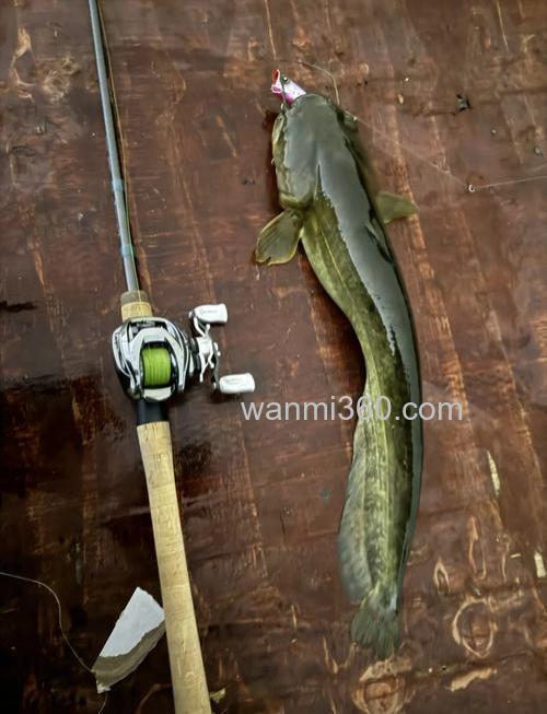 老战友忆钓篇-4米5手竿钓获22斤大鲶鱼