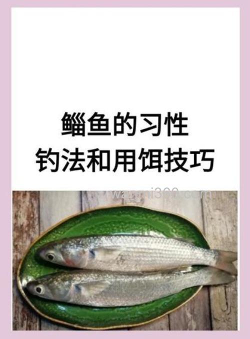钓鳊鱼什么时候最好钓