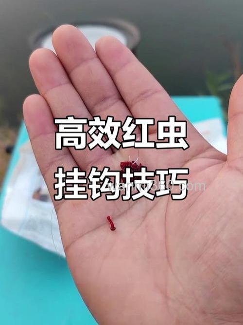 大红虫颗粒钓鲤鱼挂法?
