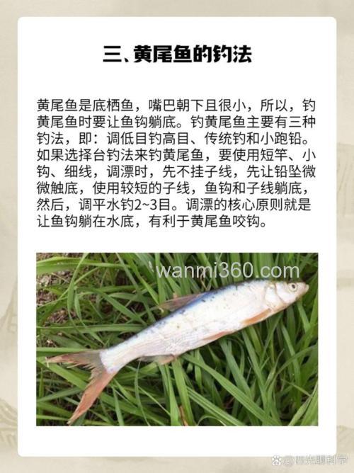 春季野钓鳊鱼胡子鲶大黄尾钓法很重要