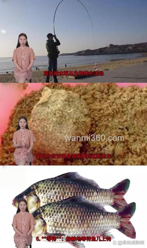 羊油和商品饵钓鲫鱼的正确方法？