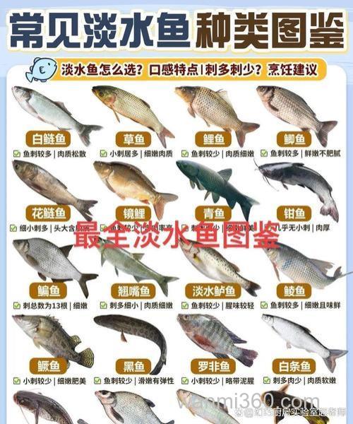 鲢鳙奶香味怎么调制？