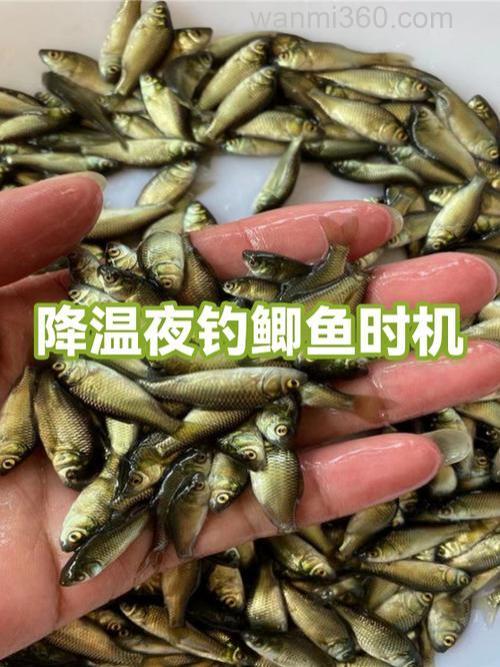 深秋夜钓鲫鱼最佳温度和时间