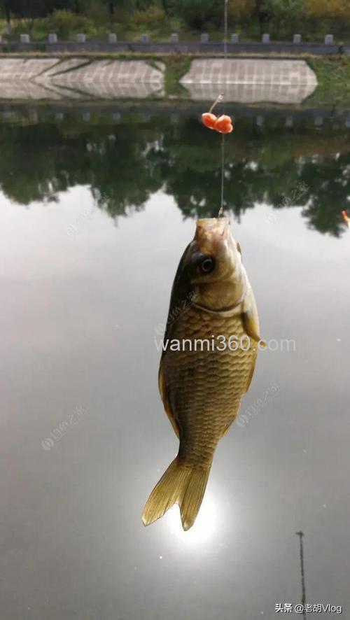 秋冬钓鲫鱼麦子可以吗?