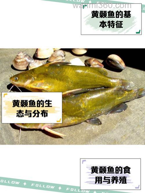我想用猪肉馅来喂黄颡鱼不知道可以吗?请专家或有经验的朋友赐教，多谢？