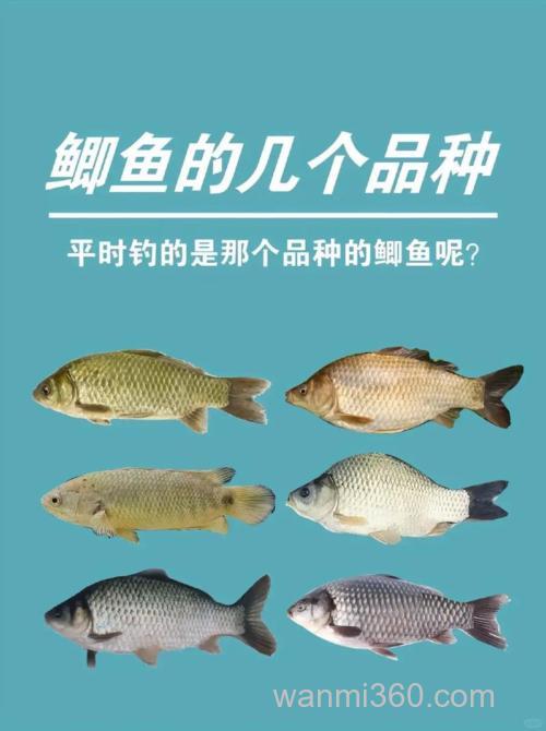 钓鲫鱼先要了解鲫鱼的生活习性