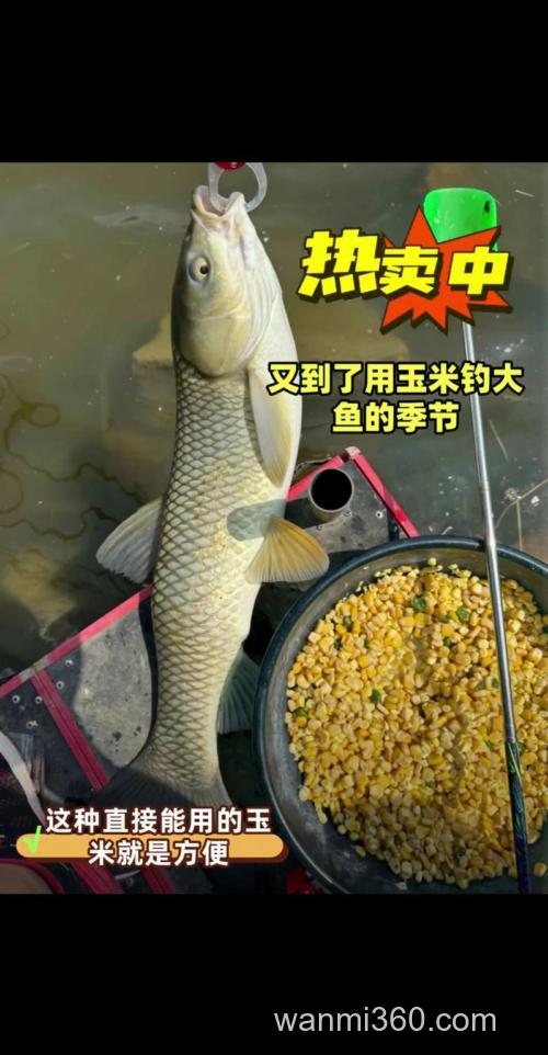 用嫩玉米钓鱼怎么打窝