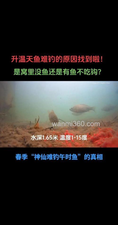 鱼停口了怎么办？