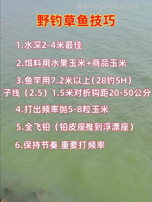 野草鱼怎么钓用什么饵？