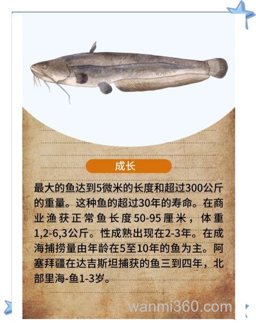 钓鲶鱼的几种荤饵详细介绍