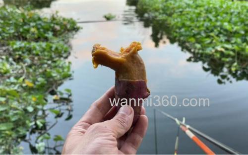 钓鱼的红薯大概要煮几分钟