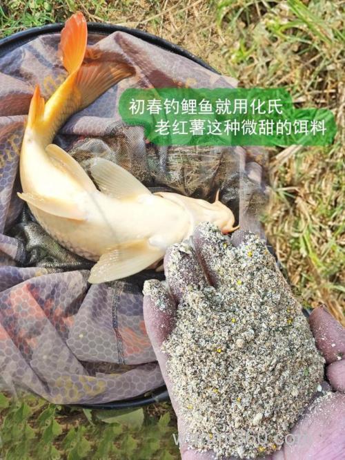 番薯钓鲤鱼时间?