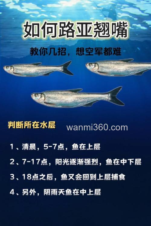 手竿钓翘嘴有什么技巧?