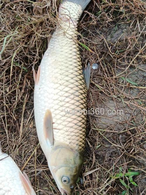 野钓用玉米打窝好还是用饵料好?