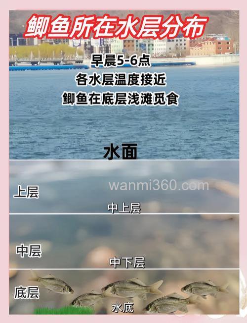 鲫鱼一天的活动规律是什么?