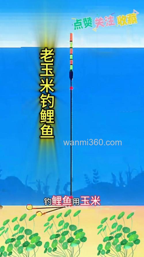 海杆玉米钓鲤鱼绝招?