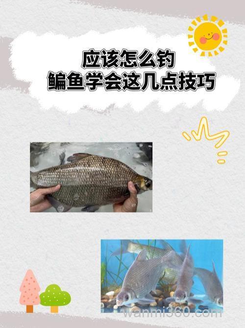 夏季水库钓鳊鱼的饵料选择