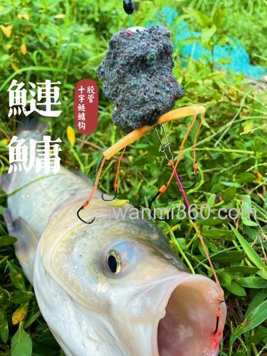 菜枯钓鲢鳙经典配方?