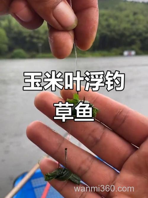 钓草鱼只能用玉米?