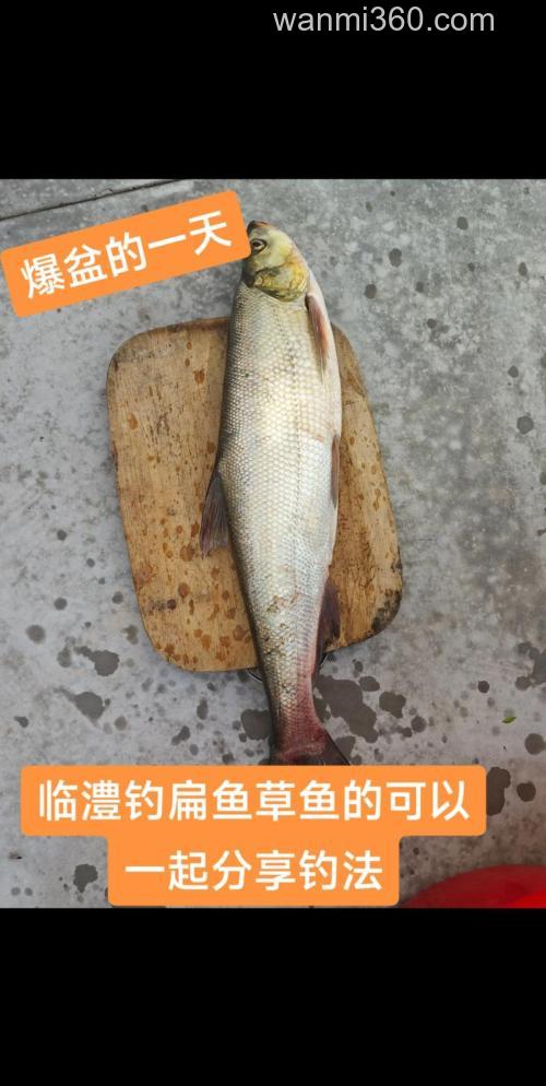 黑坑草鱼如何钓?