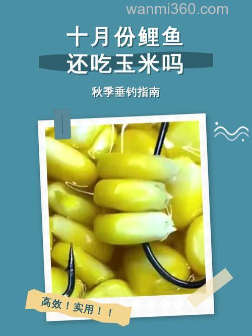 鲤鱼喜欢吃麦子还是玉米?