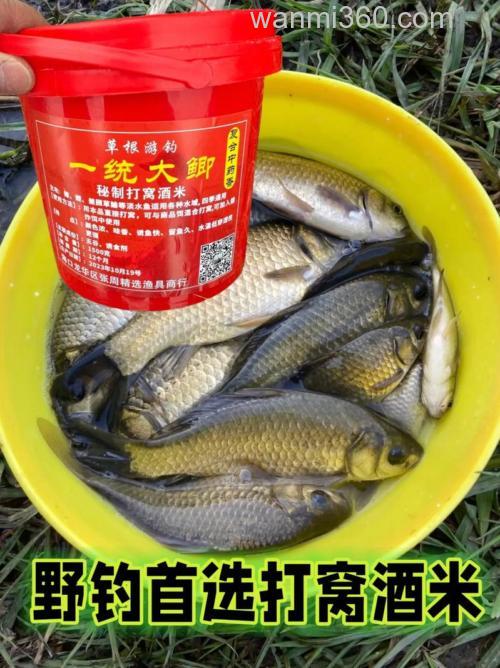 冬季野钓酒米打多少发窝快?